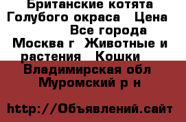 Британские котята Голубого окраса › Цена ­ 8 000 - Все города, Москва г. Животные и растения » Кошки   . Владимирская обл.,Муромский р-н